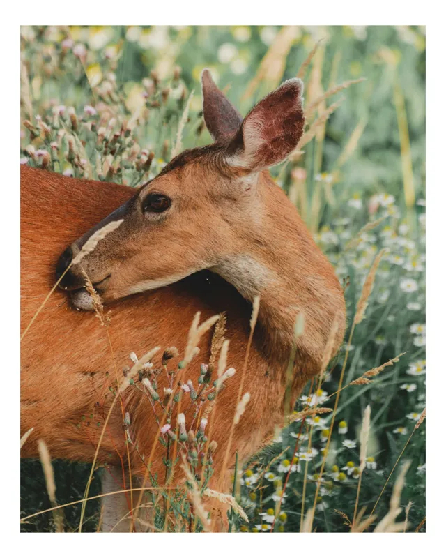 Tablou Canvas, "Căprioara printre flori de vară", Natură, Blândețe, Vegetație, Cerb, Tranquilitate, Pastoral, Peisaj, Vărsat, Serenitate, Teren, Viu, Botanică, Armonie, Biodiversitate, 50 x 70 cm