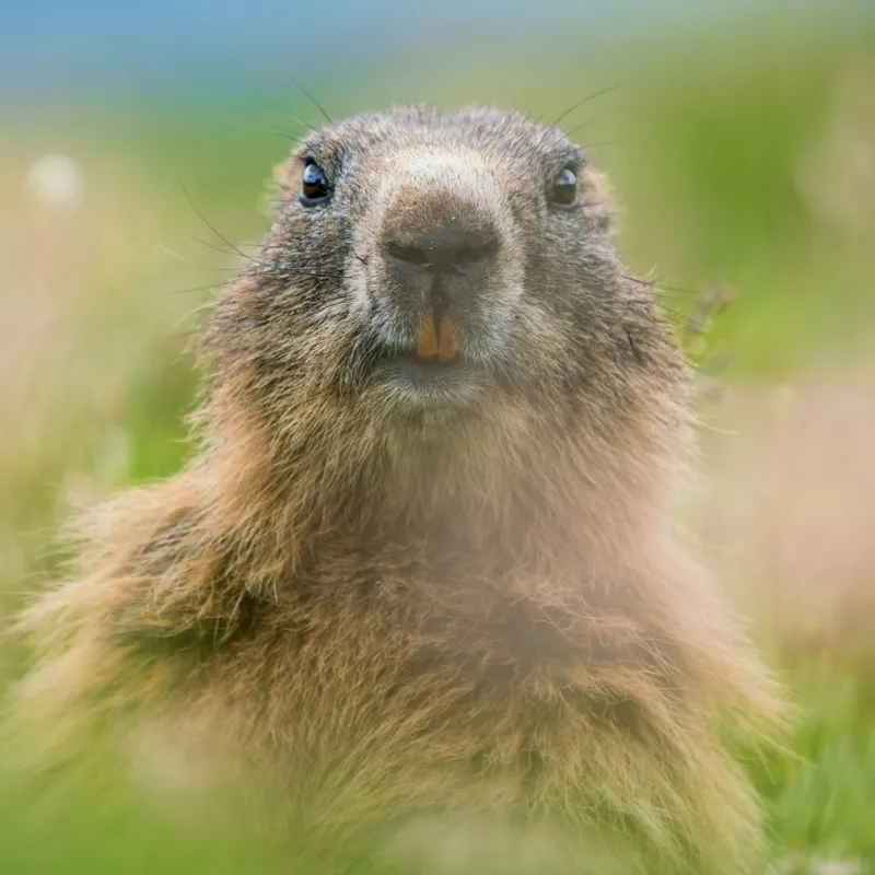 Tablou Canvas, "Marmota în mijlocul pajiștii verzi", Marmotă, Verdeață, Privire, Natura, Blană, Flori, Tranquilitate, Câmpie, Plante, Explorare, 100 x 100 cm – poza 2