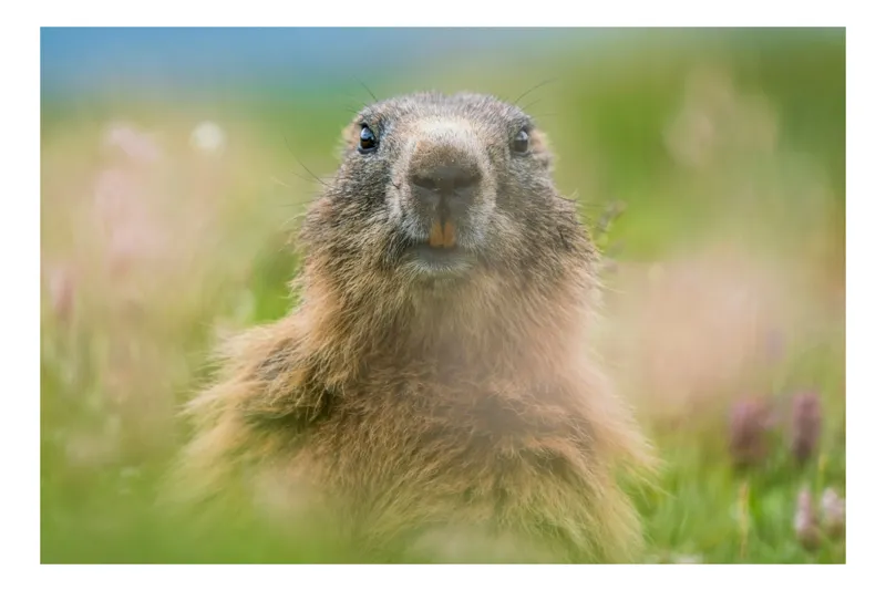 Tablou Canvas, "Marmota în mijlocul pajiștii verzi", Marmotă, Verdeață, Privire, Natura, Blană, Flori, Tranquilitate, Câmpie, Plante, Explorare, 54 x 39 cm