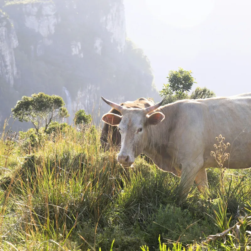 Tablou Canvas, "Vaci păscând pe marginea canionului", Vacă, Pajiște, Munți, Natură, Verdeață, Cer, Priveliște, Lumină, Blândețe, Rural., 100 x 100 cm – poza 2
