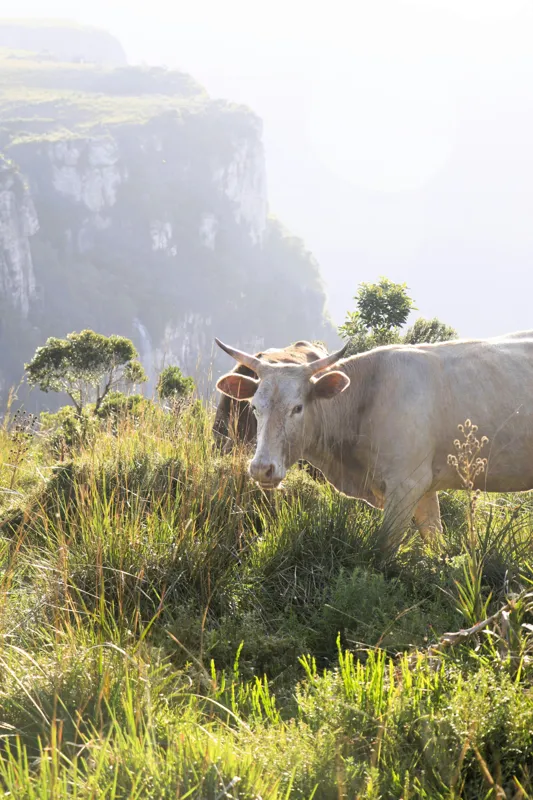 Tablou Canvas, "Vaci păscând pe marginea canionului", Vacă, Pajiște, Munți, Natură, Verdeață, Cer, Priveliște, Lumină, Blândețe, Rural., 100 x 150 cm – poza 2
