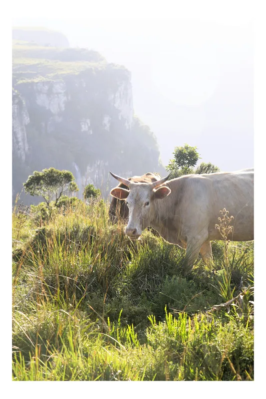 Tablou Canvas, "Vaci păscând pe marginea canionului", Vacă, Pajiște, Munți, Natură, Verdeață, Cer, Priveliște, Lumină, Blândețe, Rural., 50 x 70 cm
