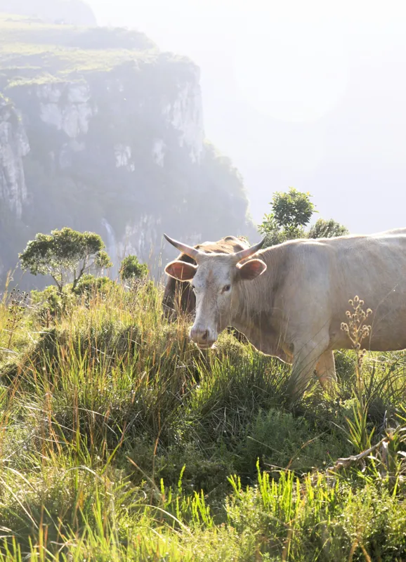 Tablou Canvas, "Vaci păscând pe marginea canionului", Vacă, Pajiște, Munți, Natură, Verdeață, Cer, Priveliște, Lumină, Blândețe, Rural., 39 x 54 cm – poza 2