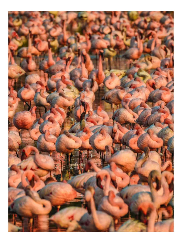 Tablou Canvas, "Dansul flamingo în asfințit rozaliu", Flamingo, Agitație, Roz, Mulțime, Apă, Frumusețe, Grandoare, Natură, Armonie, Spectacol, 100 x 150 cm
