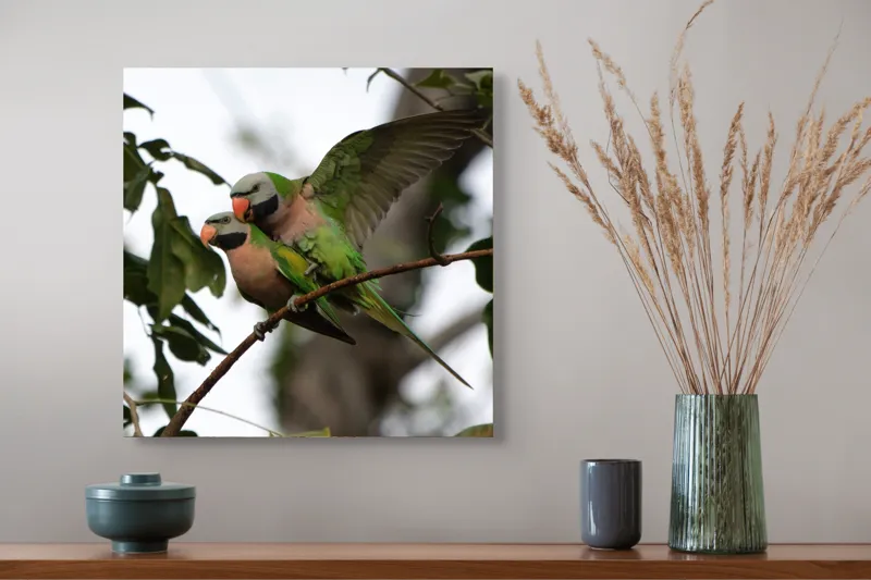 Tablou Canvas, "Dansul păsărilor în natură", Păsări, Colorate, Crenguță, Frunziș, Aripi, Natură, Verde, Interacțiune, Tonuri, Tropicale., 50 x 50 cm – poza 4