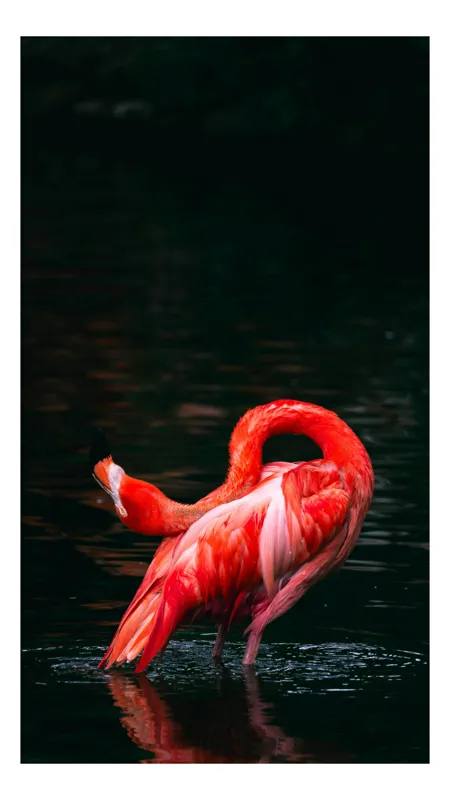 Tablou Canvas, "Flamingo elegant în lumina dimineții", Flamingo, Elegant, Grațios, Rochiu, Răsucire, Apă, Reflecție, Roz, Contrast, Serenitate, 39 x 54 cm