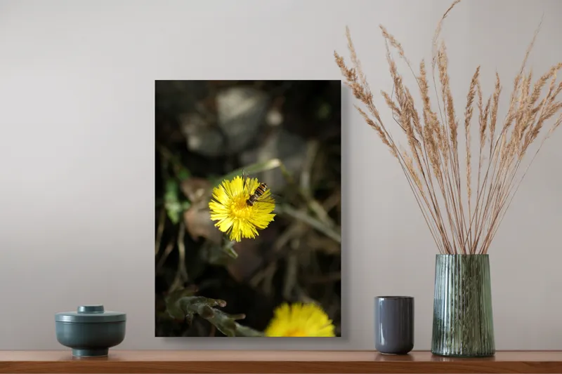 Tablou Canvas, "Albina pe floarea strălucitoare a primăverii", Floare, Galben, Albină, Delicat, Primăvară, Natură, Vibrant, Frumusețe, Nectar., 39 x 54 cm – poza 3