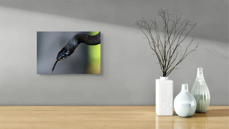Tablou Canvas, "Șarpele elegant în umbra pădurii", Șarpe, Solzi, Negru, Ochi, Limbă, Natură, Reptilă, Detaliu, 39 x 26 cm – poza 8
