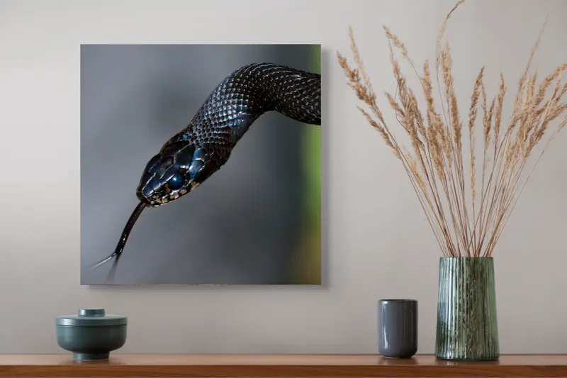 Tablou Canvas, "Șarpele elegant în umbra pădurii", Șarpe, Solzi, Negru, Ochi, Limbă, Natură, Reptilă, Detaliu, 50 x 50 cm – poza 4