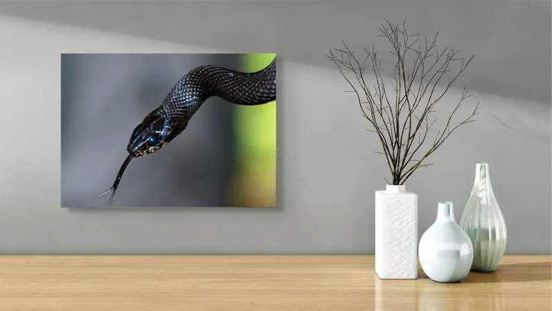Tablou Canvas, "Șarpele elegant în umbra pădurii", Șarpe, Solzi, Negru, Ochi, Limbă, Natură, Reptilă, Detaliu, 54 x 39 cm – poza 3