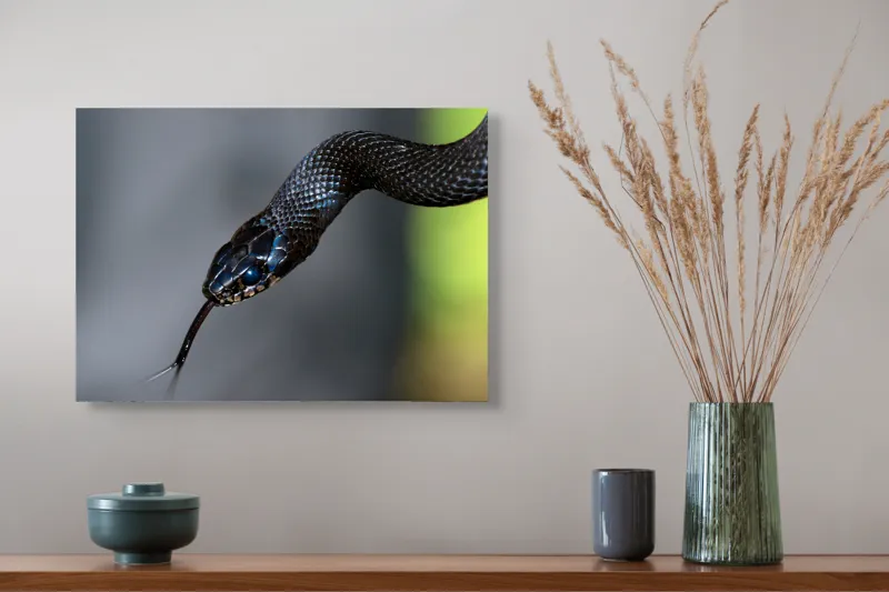 Tablou Canvas, "Șarpele elegant în umbra pădurii", Șarpe, Solzi, Negru, Ochi, Limbă, Natură, Reptilă, Detaliu, 54 x 39 cm – poza 4