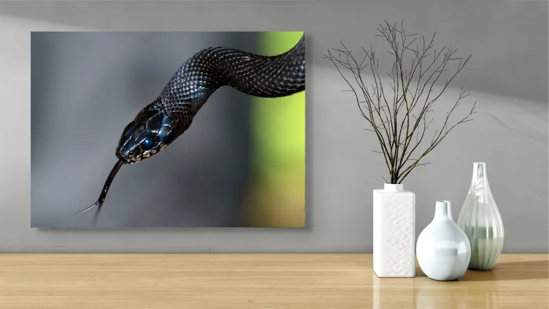 Tablou Canvas, "Șarpele elegant în umbra pădurii", Șarpe, Solzi, Negru, Ochi, Limbă, Natură, Reptilă, Detaliu, 70 x 50 cm – poza 3