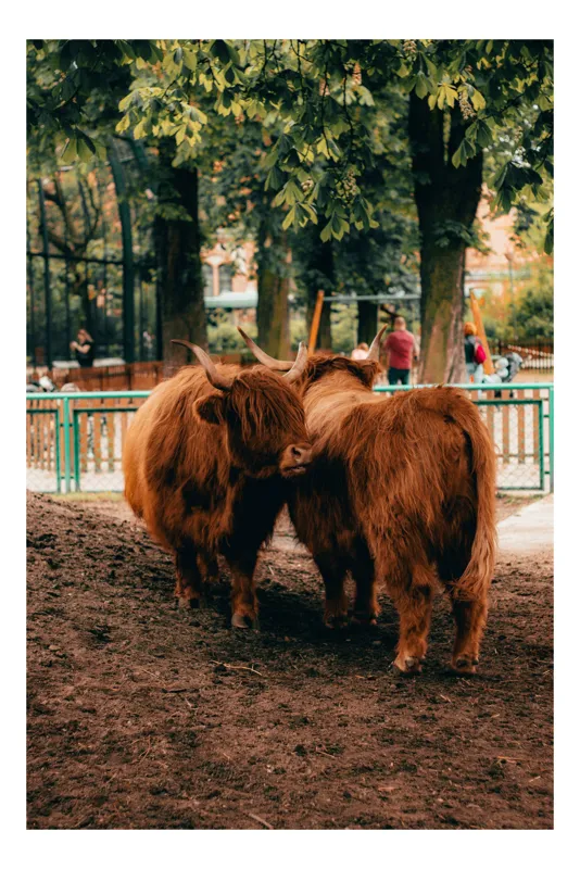 Tablou Canvas, "Povestea bivolilor îndrăgostiți în parc", Vaci, Pufoase, Ruginite, Par, Armonioase, Parc, Copaci, Garduri, Relaxare, Frunze, 50 x 70 cm