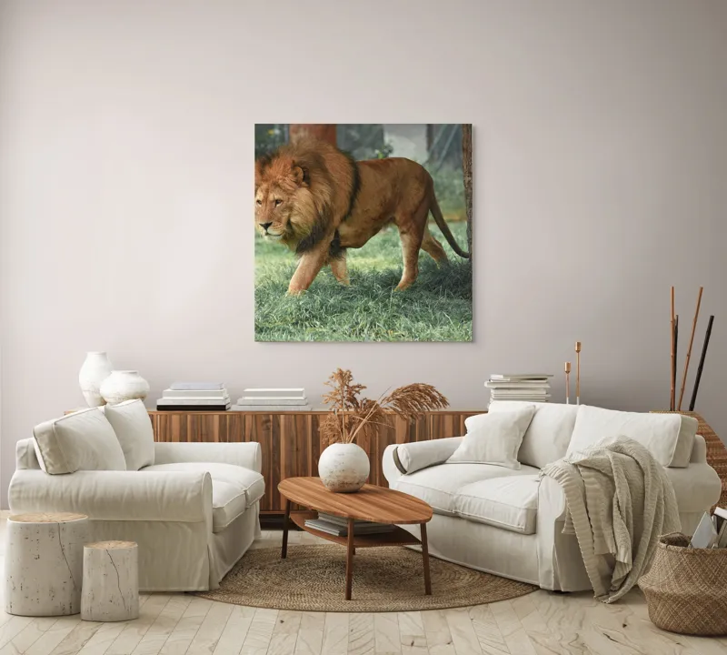 Tablou Canvas, "Regele savanei în plimbare solemnă", Leu, Majestuos, Puternic, Impozant, Natură, Verdeață, Strălucire, Regăsire, 100 x 100 cm – poza 3