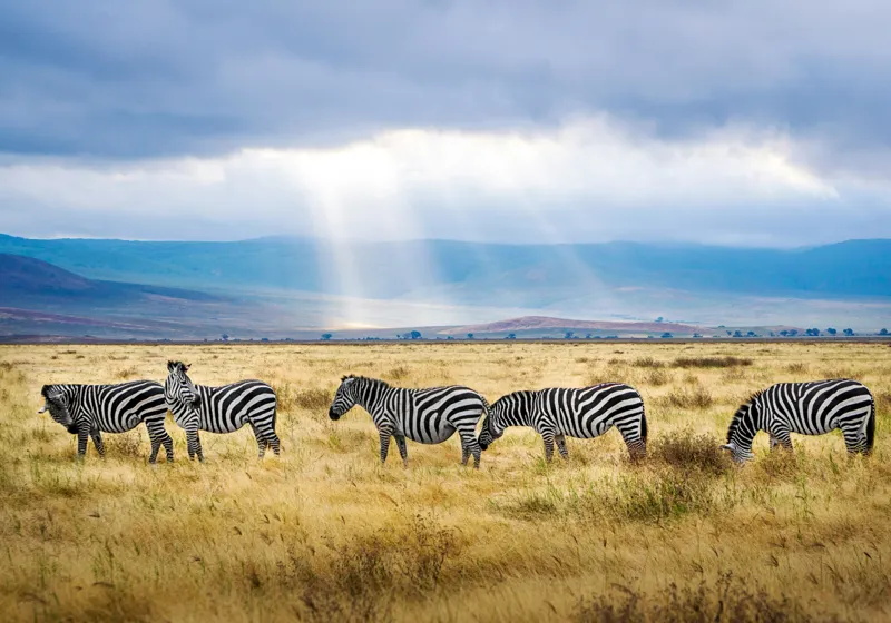 Tablou Canvas, "Zebre sub razele soarelui africane", Zebre, Câmpie, Nori, Lumină, Peisaj, Natură, Serenitate, Dungi, Cer, Sălbăticie, 100 x 70 cm – poza 2