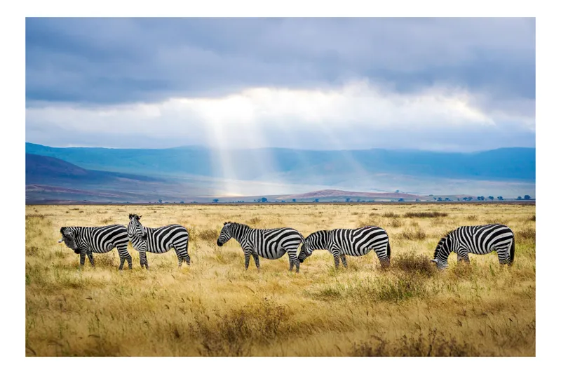 Tablou Canvas, "Zebre sub razele soarelui africane", Zebre, Câmpie, Nori, Lumină, Peisaj, Natură, Serenitate, Dungi, Cer, Sălbăticie, 70 x 50 cm
