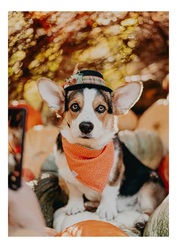 Tablou Canvas, "Câinele elegant în ținuta de toamnă", Câine, Corgi, Pălărie, Eșarfă, Portocaliu, Lumini, Dovleci, Frunze, Toamnă, Sclipire, Privire, Natură, 39 x 54 cm