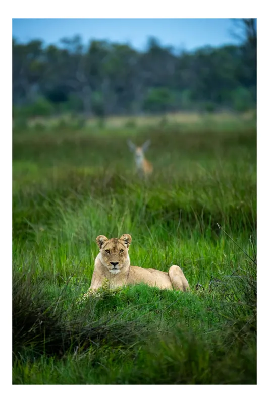 Tablou Canvas, "Leoaica în savana verde intens", Leoaică, Relaxare, Iarbă, Savană, Cer, Observare, Natură, Vânătoare, 70 x 100 cm