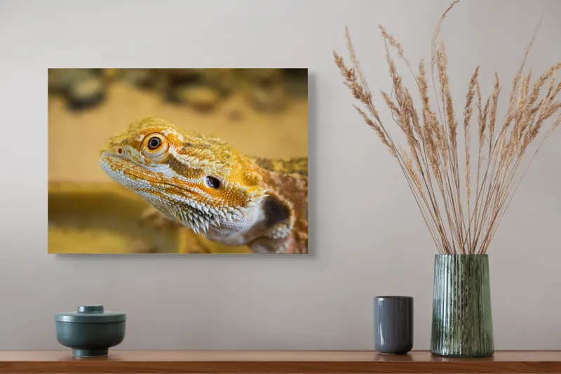 Tablou Canvas, "Dragon de nisip în deșertul arid", 54 x 39 cm – poza 4
