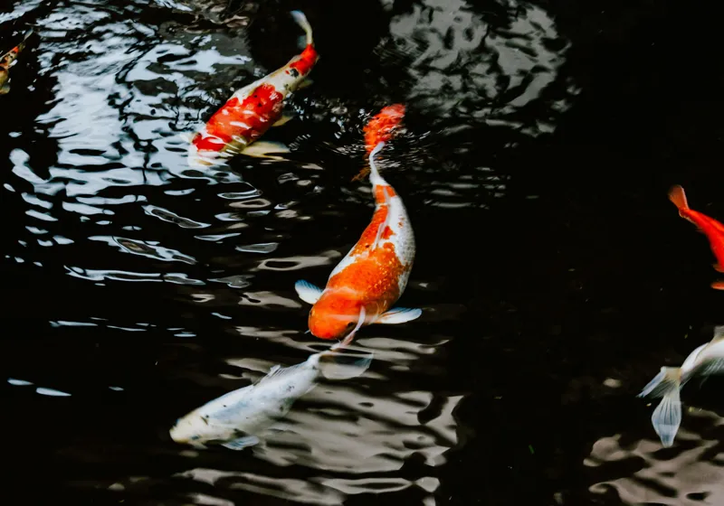 Tablou Canvas, "Koi fermecători înotând în iaz", Pești, Apă, Koi, Reflectie, Armonie, Natură, Mișcare, Culori, Serenitate, Grandoare, 100 x 70 cm – poza 2
