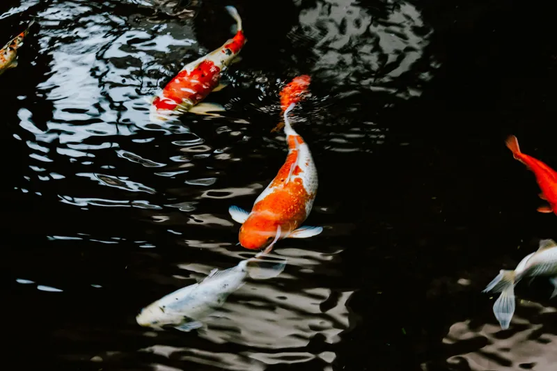 Tablou Canvas, "Koi fermecători înotând în iaz", Pești, Apă, Koi, Reflectie, Armonie, Natură, Mișcare, Culori, Serenitate, Grandoare, 39 x 26 cm – poza 2