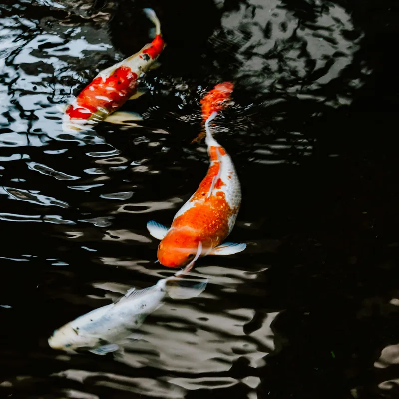 Tablou Canvas, "Koi fermecători înotând în iaz", Pești, Apă, Koi, Reflectie, Armonie, Natură, Mișcare, Culori, Serenitate, Grandoare, 50 x 50 cm – poza 2