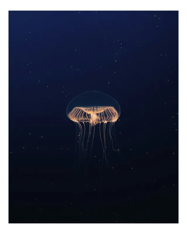 Tablou Canvas, "Meduza dansând în întuneric oceanic", Mister, Lumină, Fragilitate, Adâncuri, Transparență, Frumusețe, Curgere, Subacvatic, Strălucire, Serenitate, 50 x 90 cm