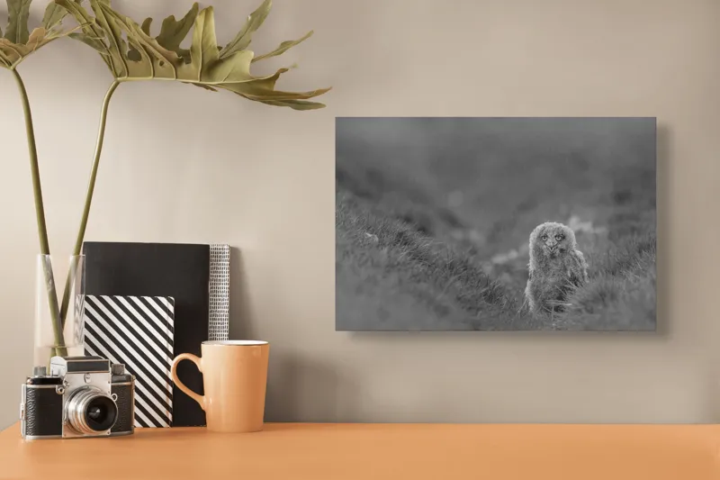 Tablou Canvas, "Puiul de bufniță în ceață misterioasă", Pui, Bufniță, Plante, Blană, Peisaj, Culoare, Frunze, Vegetație, Privire, Curiozitate, 39 x 26 cm – poza 3