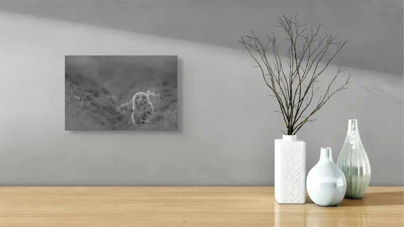 Tablou Canvas, "Puiul de bufniță în ceață misterioasă", Pui, Bufniță, Plante, Blană, Peisaj, Culoare, Frunze, Vegetație, Privire, Curiozitate, 39 x 26 cm – poza 8