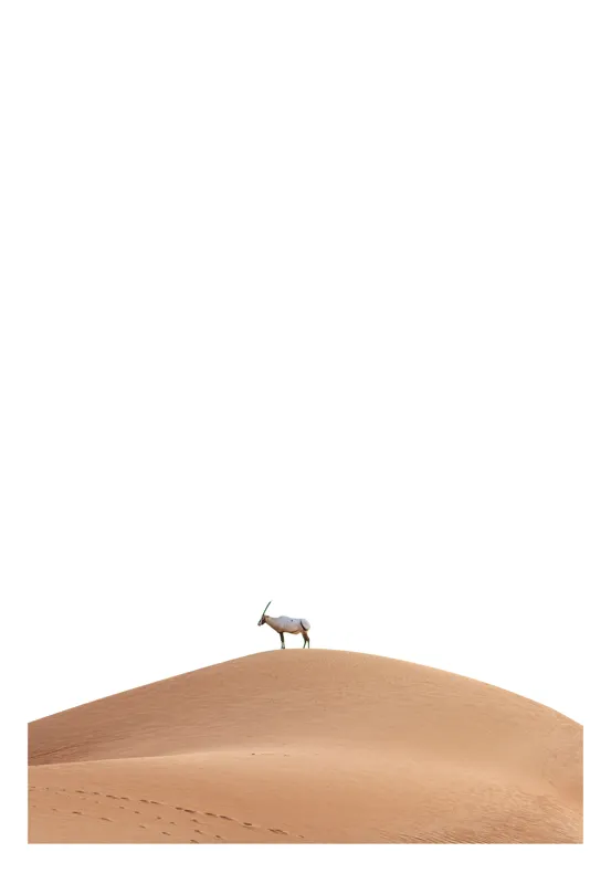Tablou Canvas, "Antilopa singuratică pe dune deșertice", Deșert, Solitudine, Antilopă, Liniște, Orizont, Minimalism, Austeritate, 50 x 50 cm