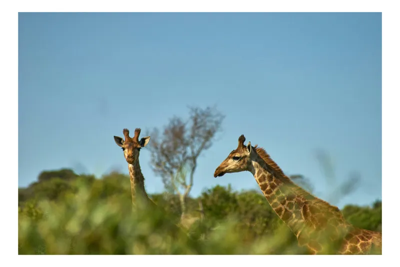 Tablou Canvas, "Giraffe printre verdeață africană", Giraffe, Savannah, Sky, Greenery, Wildlife, Horizon, 39 x 26 cm