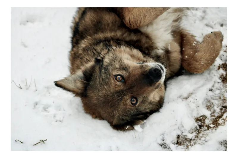 Tablou Canvas, "Vulpe jucăușă în zăpadă albăstruie", Nu pot să identific animale specifice din imagini, dar pot să spun că este un animal așezat în zăpadă. Ai nevoie de altceva?, 50 x 50 cm