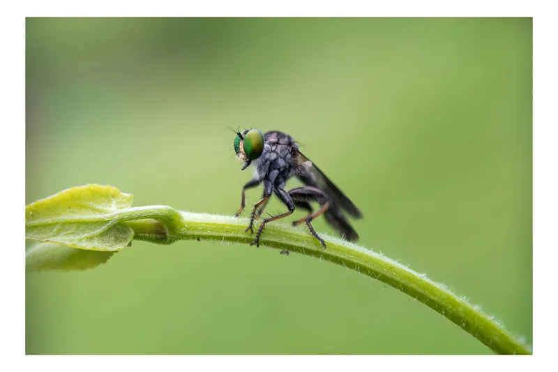Tablou Canvas, "Musca pe frunza verde", Muscoidă, Frunză, Verde, Macro, Natură, Ochi, Insectă, Frunziș, Focalizare, Detalii, 39 x 26 cm