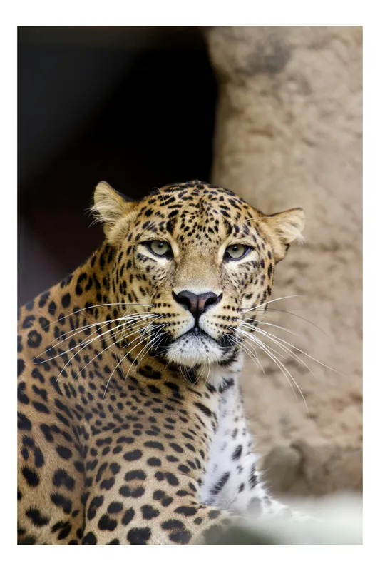 Tablou Canvas, "Leopardul privitor în umbra liniștii", Nu pot să identific cine este în imagine, dar pot să ofer o descriere: Leopard, Privire, Fascinantă, Textură, Pestriț., 39 x 54 cm
