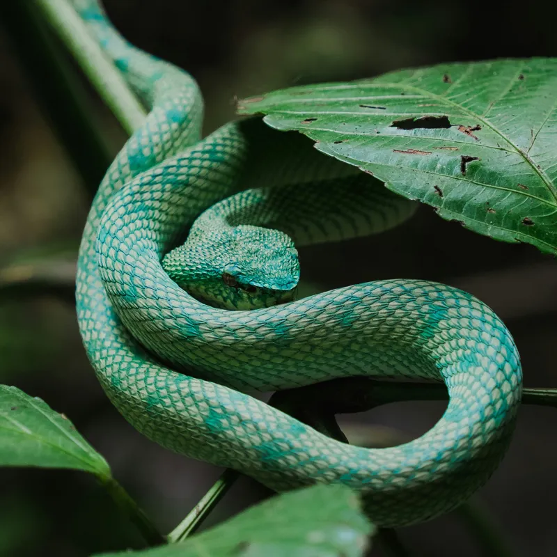 Tablou Canvas, "Șarpele verde în jungla deasă", Verde, Șarpe, Frunze, Natură, Textură, Cambodgean, Exotism, Reptilă, 100 x 100 cm – poza 2