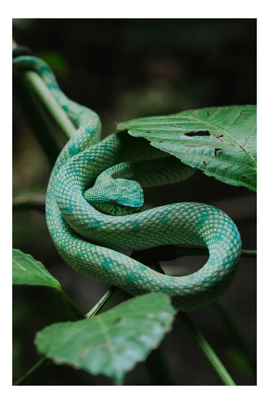 Tablou Canvas, "Șarpele verde în jungla deasă", Verde, Șarpe, Frunze, Natură, Textură, Cambodgean, Exotism, Reptilă, 50 x 90 cm
