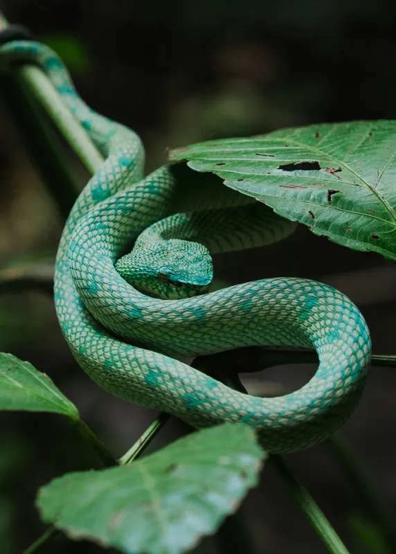 Tablou Canvas, "Șarpele verde în jungla deasă", Verde, Șarpe, Frunze, Natură, Textură, Cambodgean, Exotism, Reptilă, 50 x 70 cm – poza 2