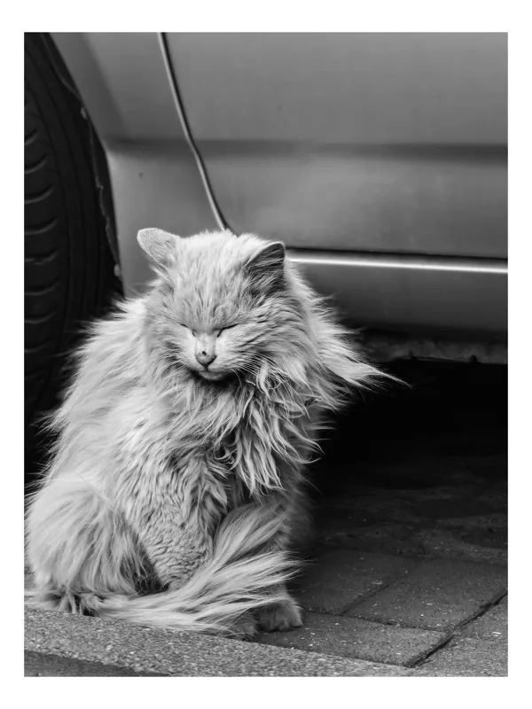 Tablou Canvas, "Motan visător lângă automobilul parcat", Pufos, Adormit, Liniștit, Blând, Singuratic, Urban, Alb, Șuvițe, Contrast, Melancolie, 50 x 50 cm