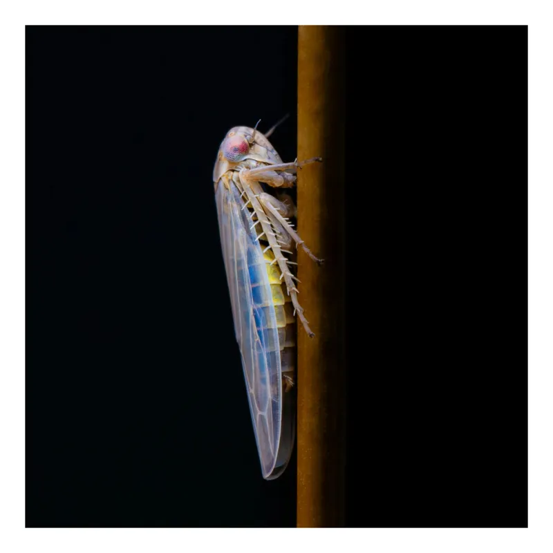 Tablou Canvas, "Creatură enigmatică pe tulpină luminoasă", Insectă, Ramură, Aripi, Subțire, Întuneric, Contrast, Delicat, Natură, 70 x 100 cm
