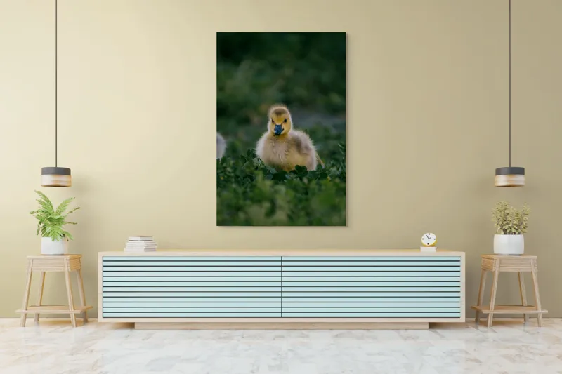 Tablou Canvas, "Pui de gâscă printre ierburi verzi", Pufos, Galben, Mic, Delicat, Verde, Fraged, Blând, Adorabil, 100 x 150 cm – poza 4