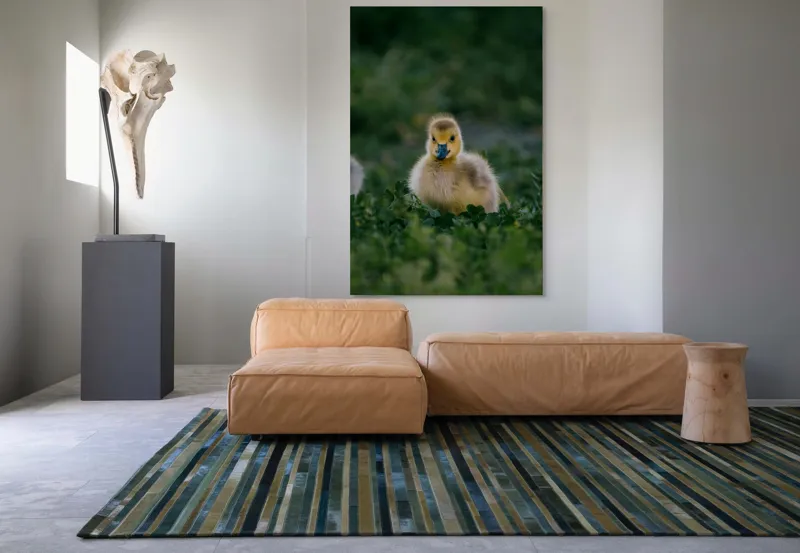 Tablou Canvas, "Pui de gâscă printre ierburi verzi", Pufos, Galben, Mic, Delicat, Verde, Fraged, Blând, Adorabil, 100 x 150 cm – poza 7