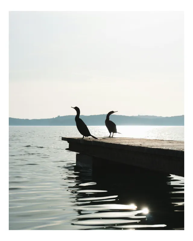 Tablou Canvas, "Cormoranii pe ponton în lumina dimineții", Apa, Liniște, Reflecție, Siluete, Ponton, Cormorani, Orizont, Natură., 50 x 90 cm