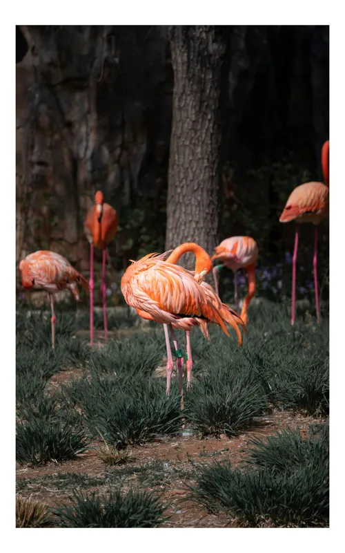 Tablou Canvas, "Flamingo roz în peisaj natural", Flamingo, Roz, Grup, Natura, Pasari, Eleganta, Penaj, Roz, Verde, Peisaj, 50 x 90 cm