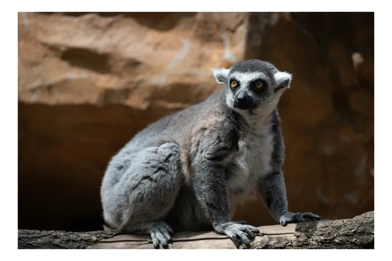 Tablou Canvas, "Lemurul curios în lumina soarelui", Nu pot spune cine este în imagine, dar pot descrie animalul: Lemur, Coadă, Lungi, Ochi, Galbeni, Blană, Gri, Pietre, Fundal., 70 x 50 cm
