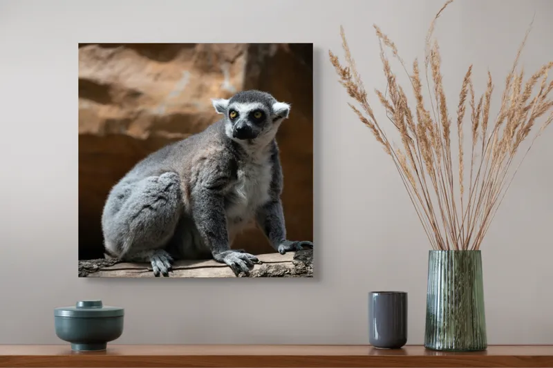 Tablou Canvas, "Lemurul curios în lumina soarelui", 50 x 50 cm – poza 4
