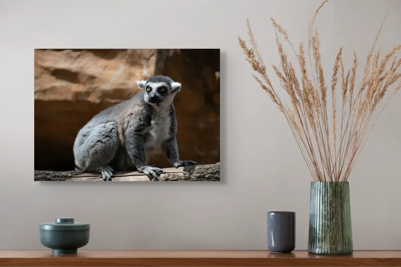 Tablou Canvas, "Lemurul curios în lumina soarelui", 54 x 39 cm – poza 4