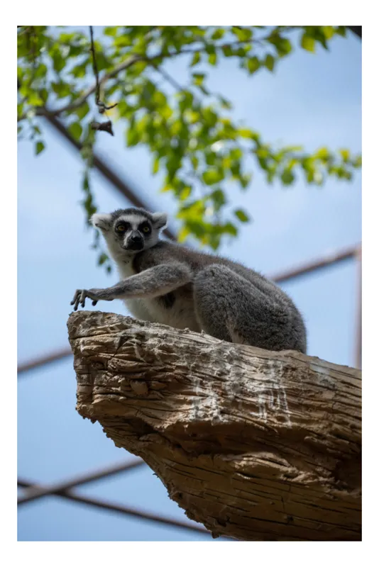 Tablou Canvas, "Lemur pe stânca înaltă", Lemur, Stâncă, Frunze, Cer, Aoleo, Greenery, Observare, Coadă, Furtună, Curiozitate, 39 x 54 cm