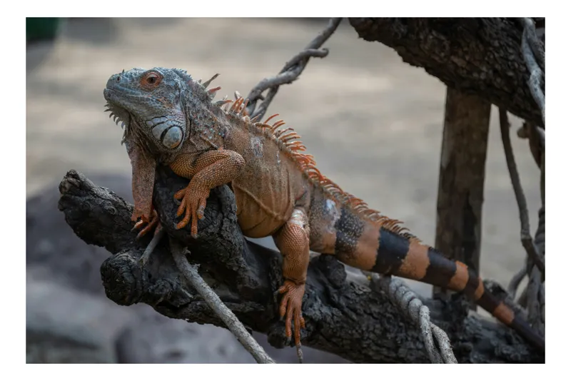 Tablou Canvas, "Iguana odihnindu-se pe ramuri uscate", Iguana, Scorbură, Solzi, Ramură, Observare, Natură, Relaxare, Echilibru, Textură, 70 x 50 cm