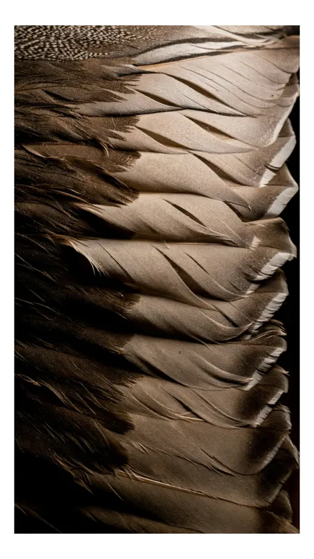 Tablou Canvas, "Armonia subtilă a penelor maro", Pene, Textura, Luminozitate, Natură, Moale, Detaliu, Umbre, Armonie, Contrast, Delicat., 50 x 70 cm