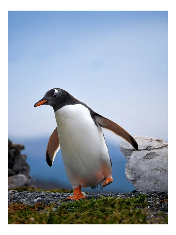 Tablou Canvas, "Pinguin în căutarea aventurii polare", Pinguin, Drum, Iarbă, Cer, Stâncă, Aripi, Ușor, Echilibru, Frig, Antarctic., 39 x 54 cm